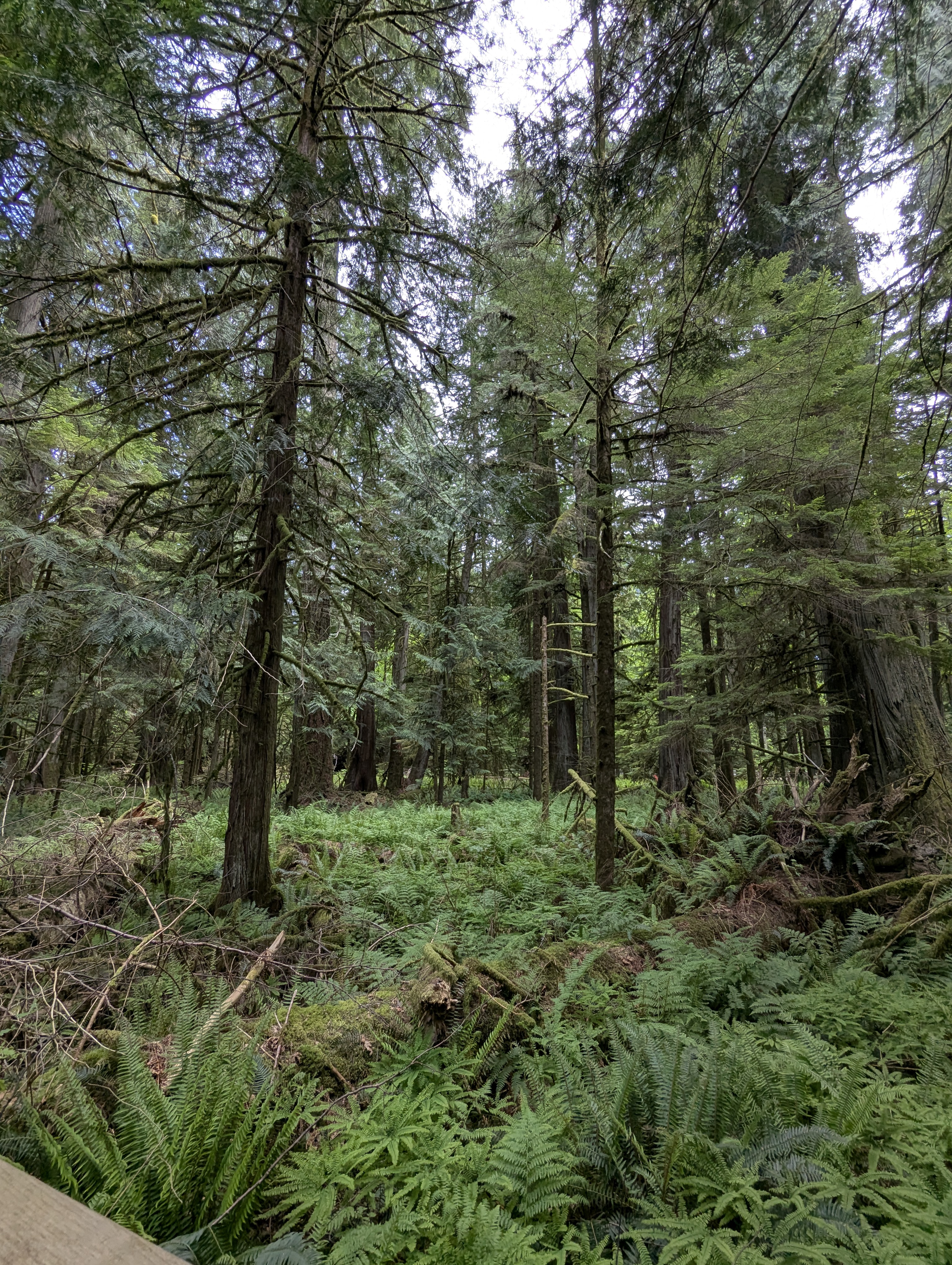 Birthday Trip to Canada, Cathedral Grove, Vancouver Island